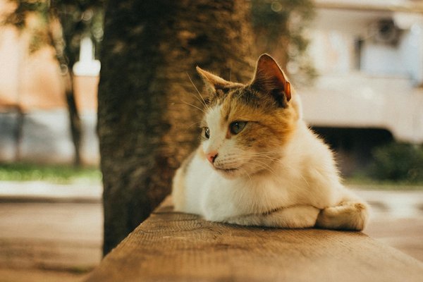 Consejos Esenciales para un Estilo de Vida Generalista y